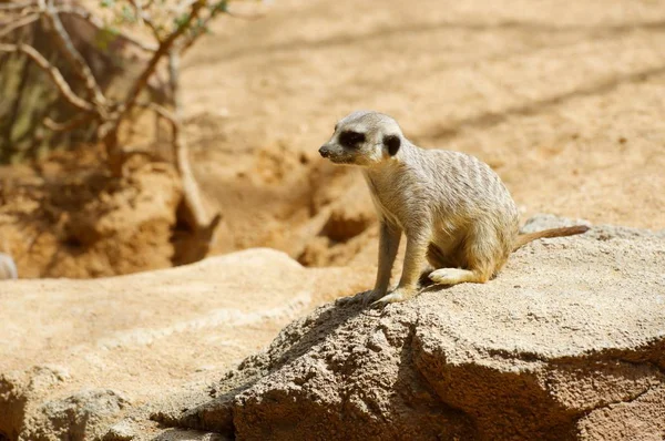 動物園のミーアキャット 動物飼育下で撮影します バレンシア スペイン — ストック写真