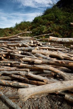 Orman iş Pyrenees, Fransa.