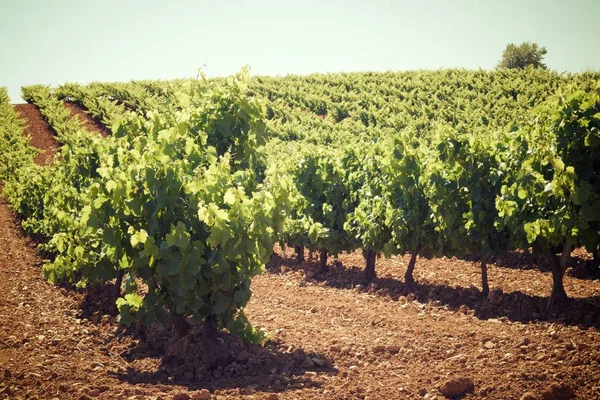 Viñedo Paniza Provincia Zaragoza Aragón España — Foto de Stock