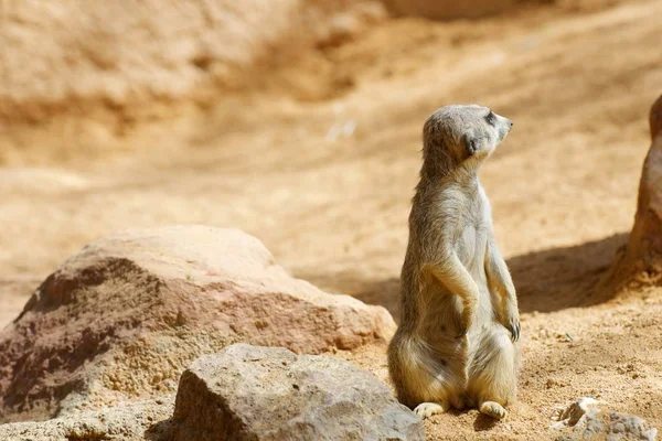 Meerkat는 동물원에 금에서 촬영입니다 발렌시아 스페인 — 스톡 사진