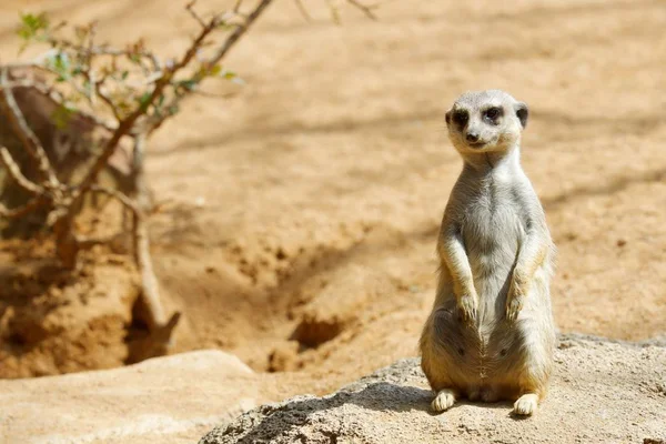 Meerkat Ζωολογικό Κήπο Ζώο Που Φωτογραφήθηκε Αιχμαλωσία Βαλένθια Ισπανία — Φωτογραφία Αρχείου