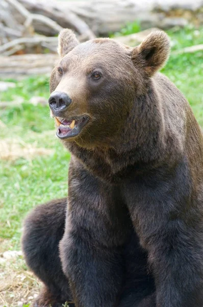 Close Van Een Grizzly Beer Pyreneeën Frankrijk Dragen Gevangenschap — Stockfoto