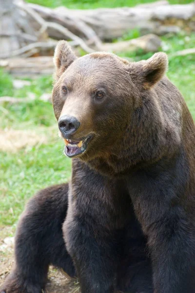 Närbild Grizzlybjörn Pyrenéerna Frankrike Bära Fångenskap — Stockfoto