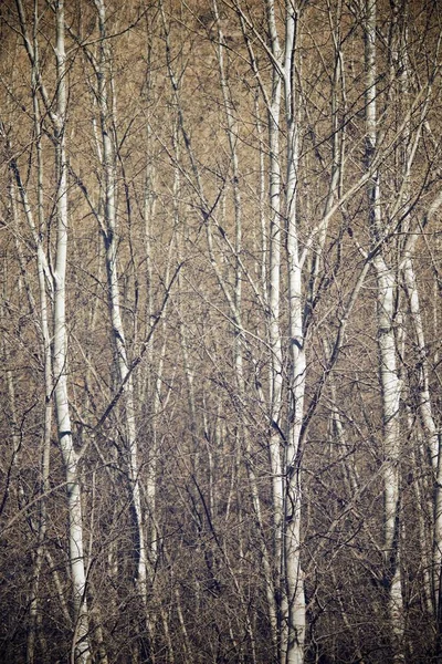 Kışın Kavak Orman Spanya — Stok fotoğraf