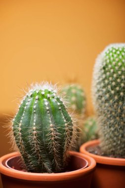 Küçük kaktüs grup bakış bitki