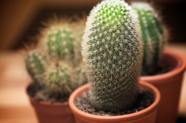 Küçük kaktüs grup bakış bitki