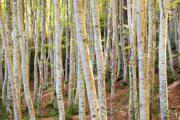 Autumn Tena Valley Pyrenees Huesca Aragon Spain — Stock Photo, Image