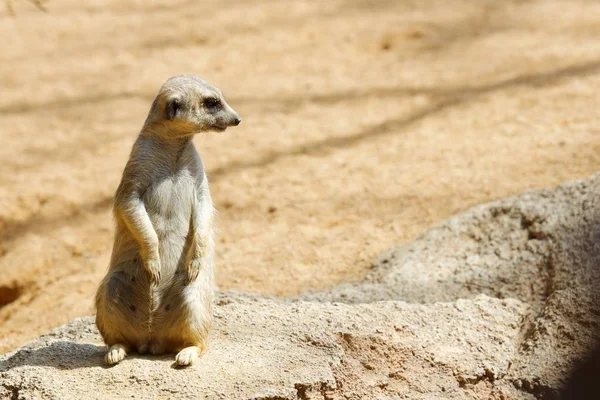 Meerkat Ζωολογικό Κήπο Ζώο Που Φωτογραφήθηκε Αιχμαλωσία Βαλένθια Ισπανία — Φωτογραφία Αρχείου