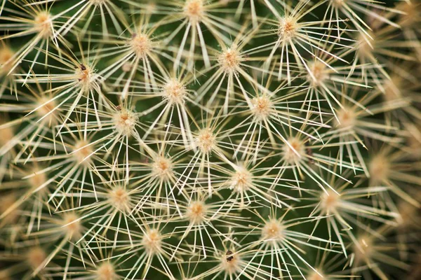 Piccolo Cactus Sfondo Texture Vista — Foto Stock