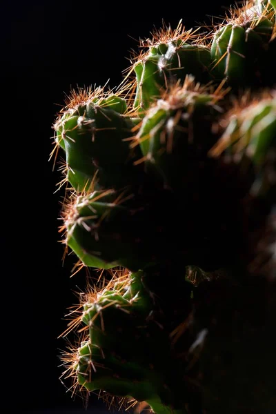 Piccola Pianta Cactus Vista Gruppo — Foto Stock