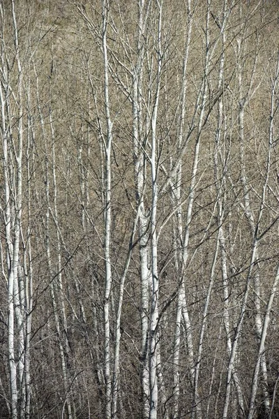 スペインの冬のポプラ林 — ストック写真