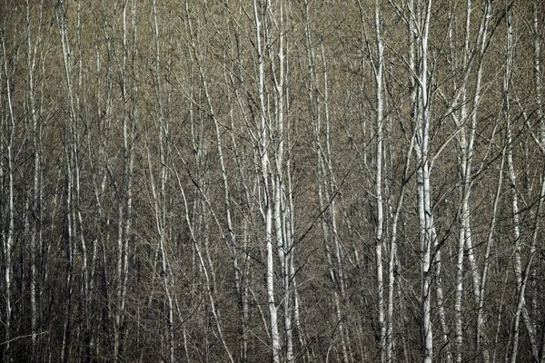 Hutan Poplar Musim Dingin Spanyol — Stok Foto