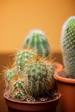 Küçük kaktüs grup bakış bitki