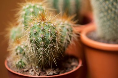 Küçük kaktüs grup bakış bitki