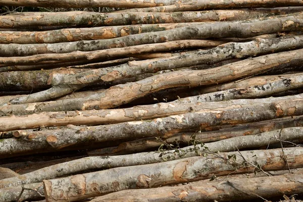 Trabajos Forestales Pirineos Francia — Foto de Stock