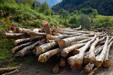 Orman iş Pyrenees, Fransa.