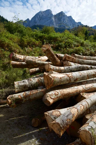 Skogsarbete Pyrenéerna Frankrike — Stockfoto
