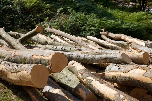 Lavori Forestali Nei Pirenei Francia — Foto Stock