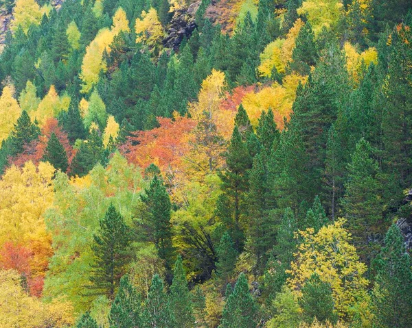 Otoño Parque Nacional Ordesa Pirineos Huesca Aragón España — Foto de Stock