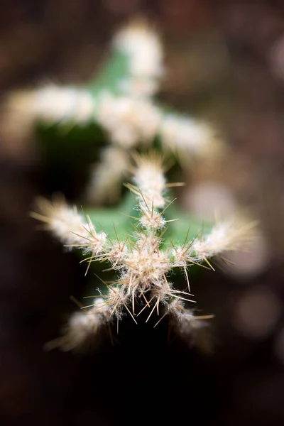 Liten Kaktus Växt Blomkruka — Stockfoto