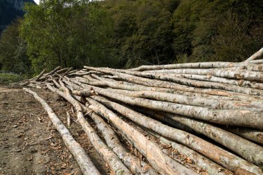 Orman iş Pyrenees, Fransa.