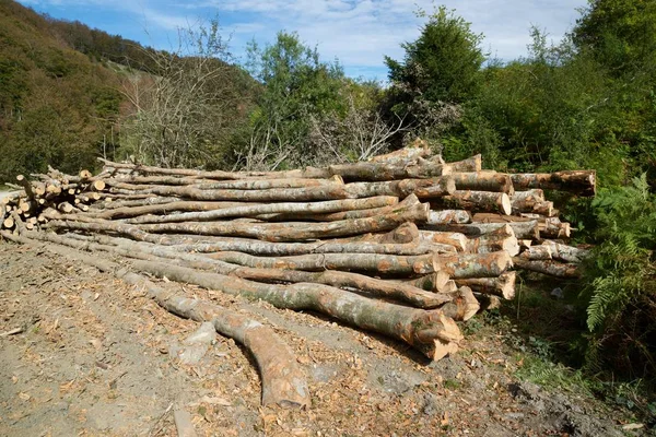 Waldarbeit Den Pyrenäen Frankreich — Stockfoto