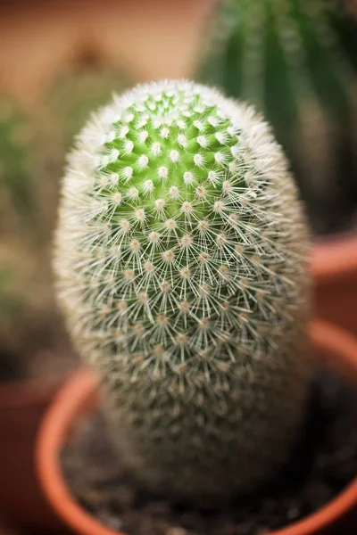 Piccola Pianta Cactus Vista Gruppo — Foto Stock