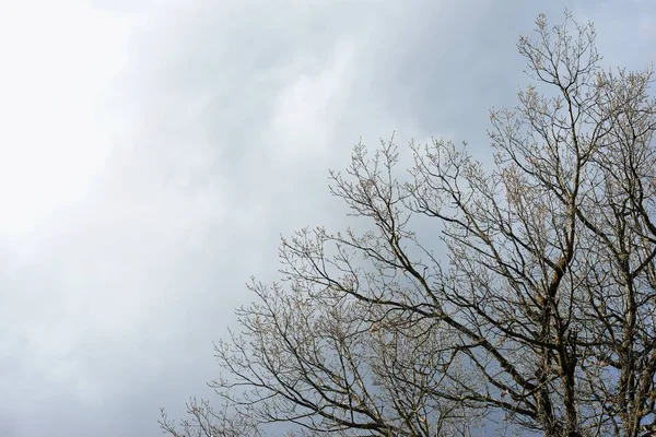 Закри Гілок Дерева Зимовий Сезон Піренеях Іспанія — стокове фото