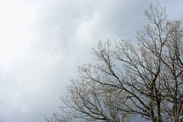 Gros Plan Sur Les Branches Arbre Hiver Dans Les Pyrénées — Photo