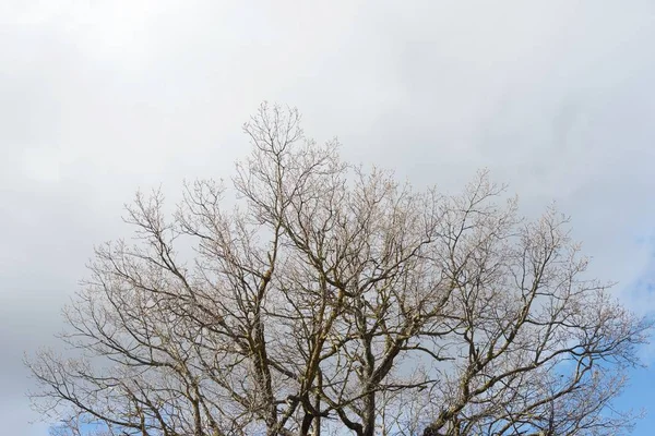 Close Branches Tree Winter Season Pyrenees Spain — Stock Photo, Image