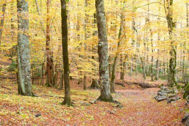 Sonbahar Ordesa Ulusal Parkı, Pireneler, Huesca, Aragon, İspanya.
