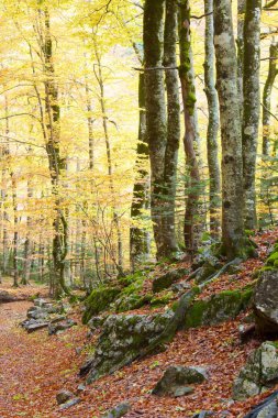 Sonbahar Ordesa Ulusal Parkı, Pireneler, Huesca, Aragon, İspanya.