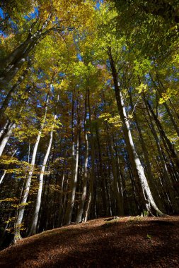 sonbaharda tena Vadisi, pyrenees, huesca, aragon, İspanya.