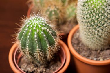 Küçük kaktüs grup bakış bitki