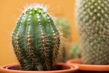 Küçük kaktüs grup bakış bitki