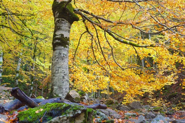 Sonbahar Ordesa Ulusal Parkı Pireneler Huesca Aragon Spanya — Stok fotoğraf