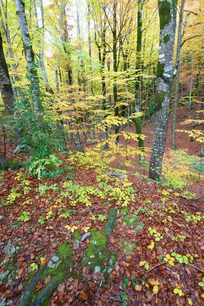 Autunno Nel Parco Nazionale Ordesa Pirenei Huesca Aragona Spagna — Foto Stock