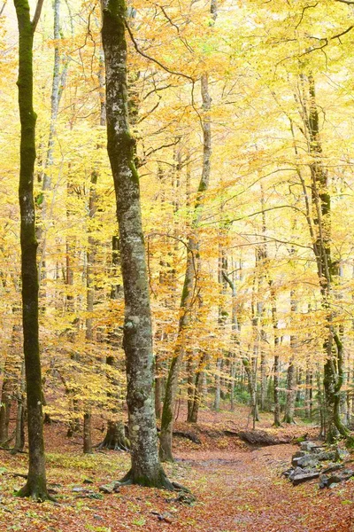 Autunno Nel Parco Nazionale Ordesa Pirenei Huesca Aragona Spagna — Foto Stock