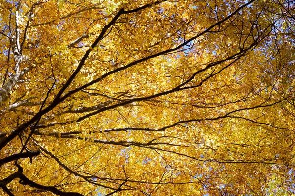 Autumn Pyrenees Huesca Aragon Spain — Stock Photo, Image