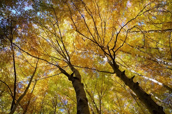 Осень Пиренеях Уэска Арагон Испании — стоковое фото