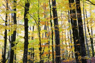 Sonbahar Ordesa Ulusal Parkı, Pireneler, Huesca, Aragon, İspanya.