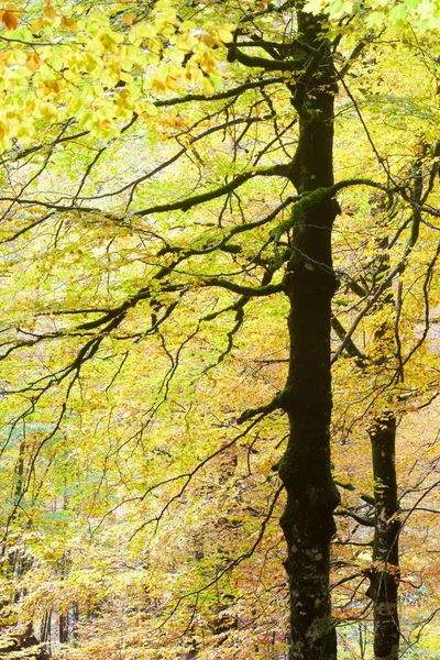Осень Национальном Парке Ордеса Пиренеи Уэска Арагон Испания — стоковое фото