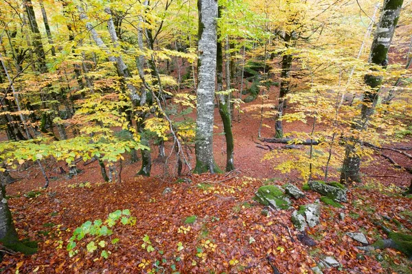 Autunno Nel Parco Nazionale Ordesa Pirenei Huesca Aragona Spagna — Foto Stock