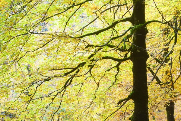 Herfst Nationaal Park Ordesa Pyreneeën Huesca Aragon Spanje — Stockfoto