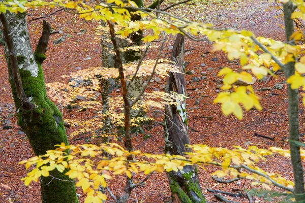 Herbst Nationalpark Ordesa Pyrenäen Huesca Aragon Spanien — Stockfoto