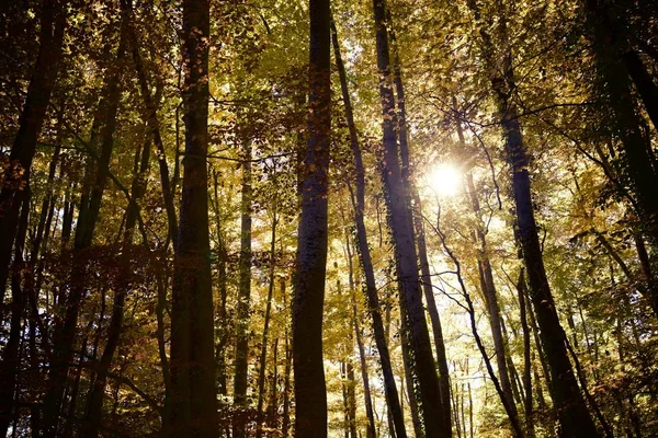 Automne Dans Les Pyrénées Huesca Aragon Espagne — Photo