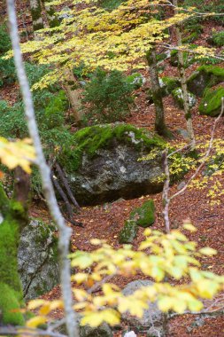 Sonbahar Ordesa Ulusal Parkı, Pireneler, Huesca, Aragon, İspanya.