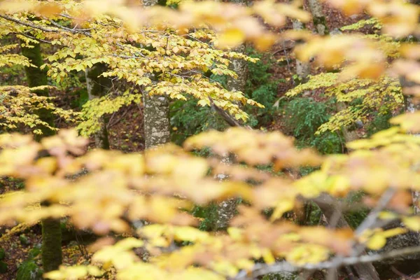 Осень Национальном Парке Ордеса Пиренеи Уэска Арагон Испания — стоковое фото