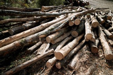 Orman iş Pyrenees, Fransa.
