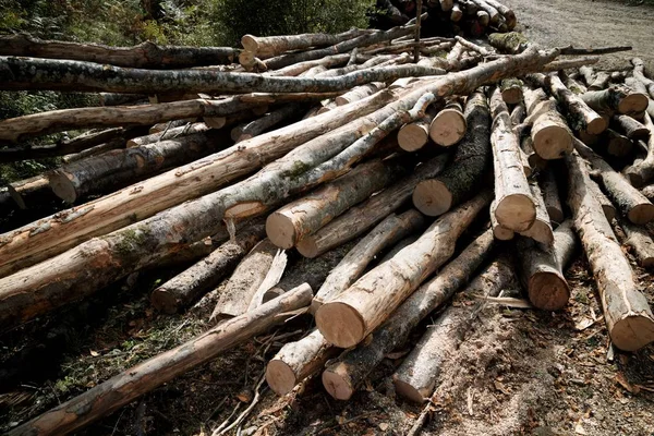 Bosbouw Pyreneeën Frankrijk — Stockfoto